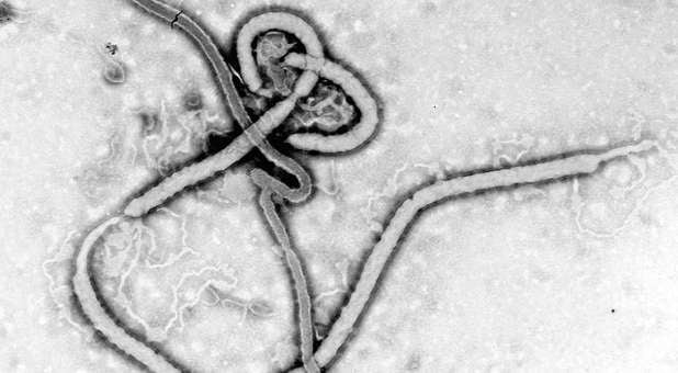 Ebola,vírus,OMS