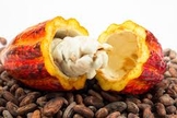 cacau