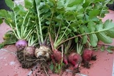alimentação