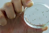 casos de dengue