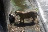 Imagem mostra tigre se aproximando de jovem que entrou em seu recinto no zoológico de Nova Déli nesta terça-feira (23