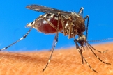 casos de dengue