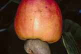 Caju e castanha