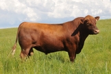A vaca vermelha era um elemento indispensável para purificar os israelitas. (Foto: Fischer Red Angus)