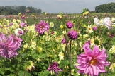 Expoflora em Holambra
