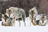 Lobos