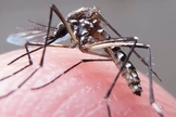 O zika é um vírus da família Flaviviridae, do gênero Flavivirus, transmitido pela picada no mosquito Aedes aegypti. (Foto: UOL)
