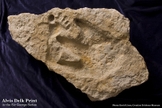 Pegada 'Burdick Track'. (Imagem: Creation Evidence Museum)