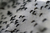 O grande desafio dos países latino-americanos é enfrentar o mosquito transmissor, em função das condições favoráveis à propagação.