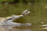 Sapo audacioso descansou sobre o nariz de crocodilo em Jacarta (Foto: Fahmi Bhs)