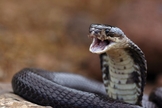 Serpente. (Foto: Rumoroyalbrasil's)