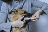 Segundo pesquisa, cerca de 90% dos animais da Terra surgiram ao mesmo tempo que os humanos. (Foto: Reprodução)
