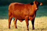 Vaca da raça red angus já foi apontada como fonte genética da novilha vermelha bíblica. (Foto: James Martin/Getty Images)