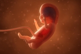 O mercado clandestino de fetos abortados está sendo denunciado pelo ativista David Daleiden nos EUA. (Foto: Getty Immages)