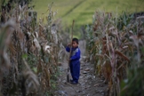 Criança norte-coreana se segura pá em um campo de milho murcho em uma parte do país afetada pela crise pandêmica. (Foto: Reuters)