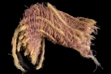 Fragmento do raro tecido roxo de 1.000 a.C, escavado no vale de Timna. (Foto: Dafna Gazit/Autoridade de Antiguidades de Israel)