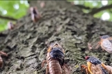 Apocalipse de Cigarras está chegando nos EUA. (Captura de tela: YouTube/CNN Brasil)