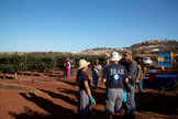 Voluntários do grupo cristão HaYovel colhem uvas em uma vinha nos arredores de Har Bracha, na Cisjordânia. (Foto: Reuters/Ronen Zvulun)
