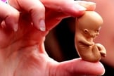 Exemplar de plástico mostra bebê ainda em tamanho fetal. (Foto: Pró-vida)