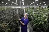 Funcionário de empresa de cultivo de maconha trabalha com mudas da erva em Nevada, EUA. (Foto: John Locher/AP)