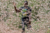 Agricultores estão travando uma intensa batalha para defender suas plantações dos gafanhotos. (Foto: Dai Kurokawa/EPA)