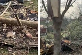 Bíblia encontrada em árvore: intacta após tornado. (Foto: Reprodução/Big Cee O’Neal)