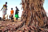 Partes da África enfrentaram o maior surto de gafanhotos em 70 anos, e agora uma segunda onda de insetos vorazes, cerca de 20 vezes o tamanho do primeiro, está chegando. (Foto: Sven Torfinn / FAO via AP)