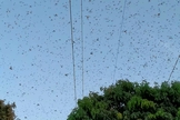 Gafanhotos enxames acima de um pomar de mangueiras em Muzaffargarh, Paquistão. (Foto: Tariq Qureshi / AP)