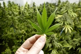 Plantação de cannabis. (Foto: Reprodução / Veja)