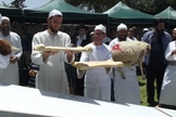 Kohanim (sacerdotes / descendentes do primeiro Sumo Sacerdote Aarão), realizam uma reconstituição da cerimônia do Templo em Shavuot (Festa das Semanas). (Foto: Adam Eliyahu Berkowitz)