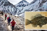 Especialistas mostram que restos de peixes fossilizados foram encontrados no monte Everest. (Imagem: Getty)