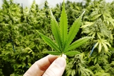 Muitas empresas questionam o motivo da proibição da cannabis no Brasil, uma vez que não pode ser utilizada para a fabricação de drogas. (Foto: Open Range Stock/Getty Images)