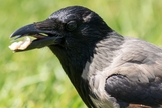 Corvo com pão no bico. (Foto: Canva)