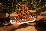 Frutos da tamareira que cresceu a partir de sementes de 2 mil anos, recuperadas de sítios arqueológicos no deserto da Judéia. (Foto: Dan Balilty/The New York Times)