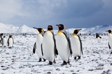 Pinguins da Antártida. (Foto: Flickr)
