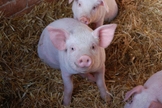 Porcos são geneticamente modificados para extração de órgãos para humanos. (Foto: Wayne/Flickr)