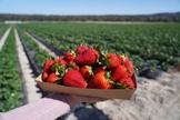 Para o evangelista dos morangos, a fruta simboliza o renascimento. (Foto representativa: iStock)