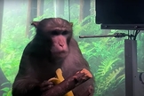 Macaco Pager, de 9 anos, ficou conhecido por jogar o clássico gamer Pong, em vídeo da Neuralink. (Foto: Captura de tela/YouTube Neuralink)