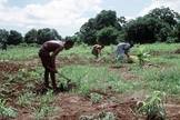 David passou a noite em uma floresta, com dor intensa, fome e sede até o encontrarem. (Foto: International Christian Concern).