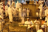 Judeus no sacrifício da Páscoa. (Foto representativa: Wikimedia Commons)