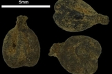 Antigas sementes de uva sob um microscópio de Avdat. (Foto: Prof. Guy Bar-Oz, Universidade de Haifa)