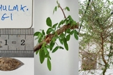 A planta da espécie Commiphora. (Foto: Divulgação/Guy Eisner/Nature Communications Biology).
