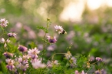 (Foto: Unsplash/Kristen Perrine)
