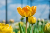 (Foto: Unsplash/Nik Shuliahin)