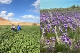 O Deserto da Judeia floresceu. (Foto: Reprodução/YouTube/Israel com a Aline).