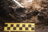Anéis de crescimento das vigas de madeira descobertas na Cidade de Davi. (Foto: Efrat Bocher/ Autoridade de Antiguidades de Israel)