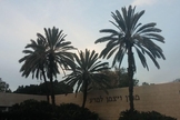 Palmeiras em frente ao Instituto Weizmann de Ciências, em Israel. (Foto: Instituto Weizmann)
