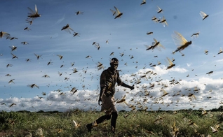 O surto de gafanhotos está atingindo países da África como Etiópia, Somália, Quênia e Uganda. (Foto: Getty Images)