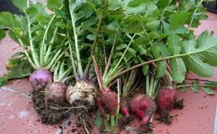 alimentação