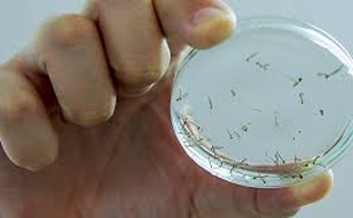 Vacina contra dengue pode ser distribuída em 2015